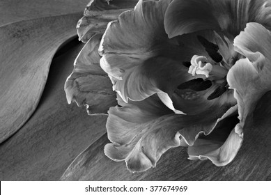 Artistic black and white photo of a beautiful parrot tulip with ruffled edges against background of tulip leaves. Macro with selective focus. 
