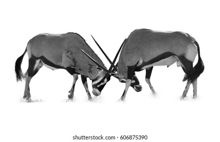 Oryx Fighting Images Stock Photos Vectors Shutterstock