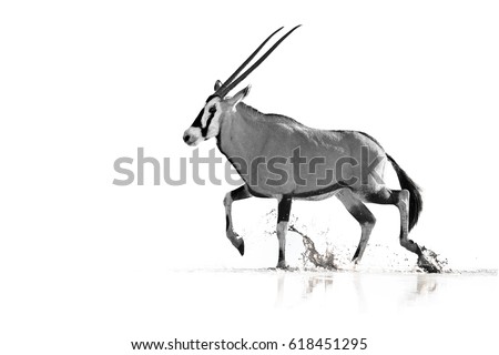 Artistic, black and white photo of large antelope with spectacular horns, Gemsbok, Oryx gazella, walking in the water, isolated on white background with touch of environment. Kalahari, South Africa.