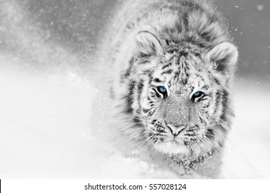 Художественное, черно-белое фото сибирского тигра, Panthera tigris altaica, мужчины в зимнем пейзаже, ходить прямо на камеру в глубоком снегу. Тайга окружающей среды, мороз холод, зима.