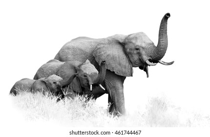 Artistic, black and white photo of three African Bush Elephants, Loxodonta africana, from adults to newborn calf, coming together with trunks raised, isolated on white with a touch of environment. 