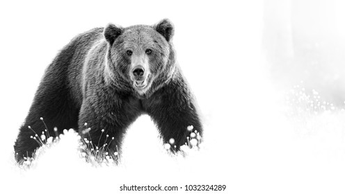 Artistic, black and white photo of a wild Brown Bear, Ursus arctos, huge male on arctic meadow covered on flowering grass staring directly at camera. Wildlife photography in taiga wilderness