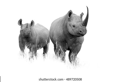 Artistic Black And White  Photo Of Wild Black Rhinoceros, Diceros Bicornis. Mother And Calf, Isolated On White Background With Touch Of Environment. South Africa, KwaZulu Natal.