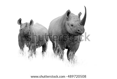 Artistic black and white  photo of wild Black rhinoceros, Diceros bicornis. Mother and calf, isolated on white background with touch of environment. South Africa, KwaZulu Natal.