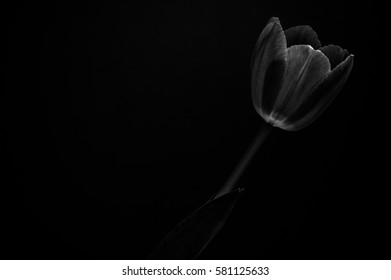 Artistic black and white tulip image on black background