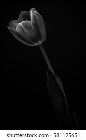 Artistic black and white tulip image on black background