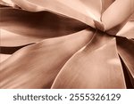 Artistic close-up capturing the detailed texture and natural patterns of an agave plant in sepia tones, creating an abstract and organic aesthetic impression. Demonstrating color of 2025 year.