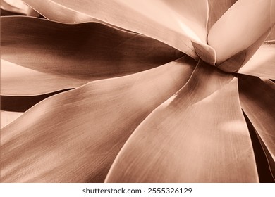 Artistic close-up capturing the detailed texture and natural patterns of an agave plant in sepia tones, creating an abstract and organic aesthetic impression. Demonstrating color of 2025 year.