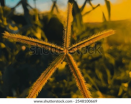 Artistic close-up of star-shaped wild grass against a dramatic golden sunset background. This photo captures the subtle details of natural textures and colors, providing a calm atmosphere and charming