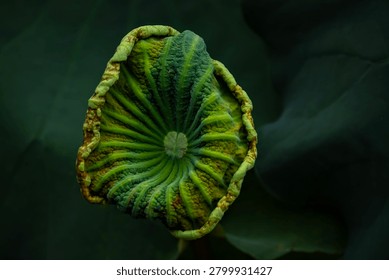 Artistic close-up view of the underside of an aging lotus leaf illuminated by soft natural light. Captured in West Lake, Hanoi, Vietnam, revealing intricate veins and organic textures.