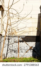 An artistic composition of a bare tree's shadow cast upon a textured urban wall with graffiti in a quiet alleyway.