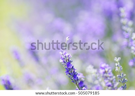 Similar – Image, Stock Photo wild lavenders in the field, a sunny day
