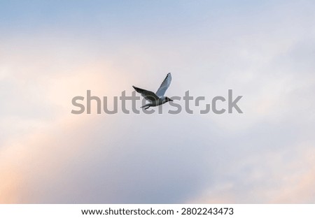 Artistic composition of a flying black headed gull under a vivid and dramatic evening sky