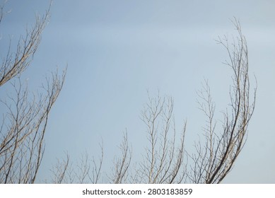 Artistic composition of thin bare tree branches forming a frame against a pale blue sky.
