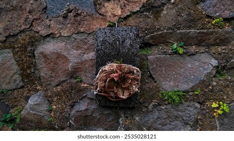 An artistic display of a dried flower attached to a rustic, weathered stone wall with moss, highlighting the beauty of nature’s simplicity and decay. Ideal for natural textures and eco-themed designs. - Powered by Shutterstock