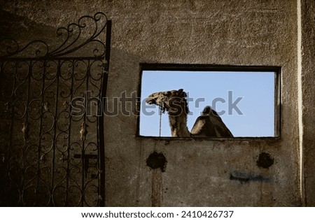 Artistic framing: A camel elegantly framed behind a rustic window, creating a captivating composition that blends cultural charm with timeless beauty.