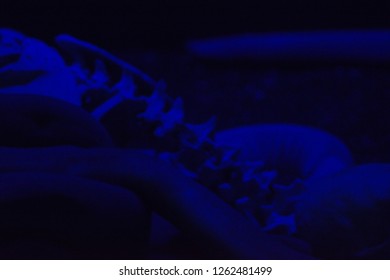 Artistic High Contrast Blue Monochromatic View Of Hag Fish
 Glowing In The Dark