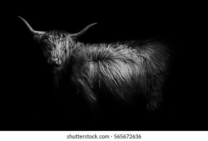 Royalty Free Baby Highland Cow Stock Images Photos Vectors