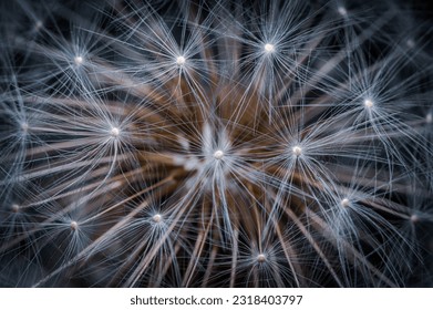 Artistic image of white dandelion on black background. Extremely close-up and details. - Powered by Shutterstock