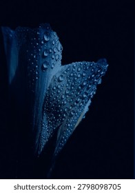 Artistic macro composition featuring dew-covered flower petals illuminated in deep blue tones against a dark background. A moody botanical image blending floral beauty with abstract visual expression.