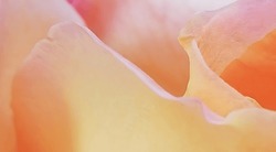 Artistic Macro Detail Of Orange Rose