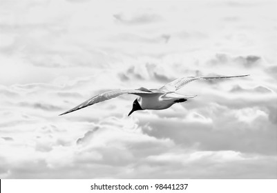 Artistic Photo Of Wild Bird (gull) Flying In Heavens.