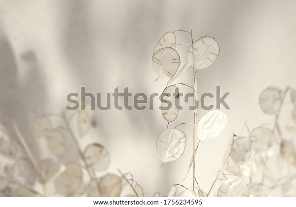 Artistic photographs of the lunaria plant, silver\
plant, ornamental plant, warm tonality, playing with the blur to\
give a feeling of space,\
Texture
