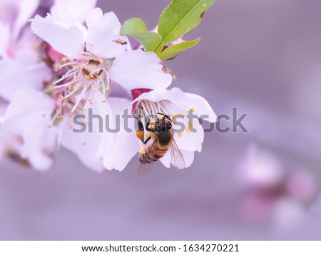 Artistic picture of almond flowers with a bee. Blurred background.