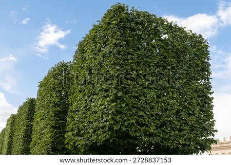 Artistic pruning and shaping of tree branches in the form of a square