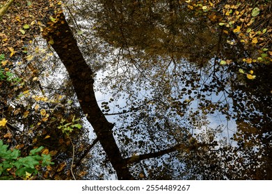 An artistic reflection of autumn trees in a calm forest puddle, with golden leaves floating on the water's surface and scattered around the edges, creating a peaceful and dreamy atmosphere. - Powered by Shutterstock