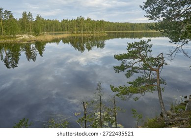 Artistic reflection of a pine tree on a calm lake surface during a clear day. Finalnd                               