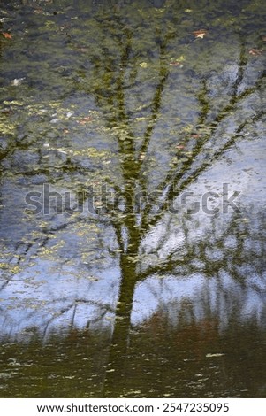 Similar – Image, Stock Photo Impressionist autumn scene of fields and oak forest