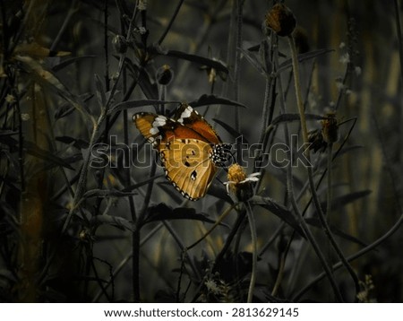 Artistic selective color edit of a Plain Tiger Butterfly (Danaus chrysippus) on a wildflower, with the background desaturated to a muted dark grey.