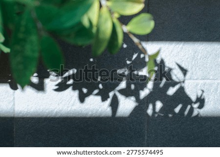 artistic shot capturing the interplay of light and shadow. Vibrant green leaves in the upper corner cast a sharp, intricate shadow onto a dark, textured wall below