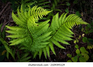 Artistic top-down close-up shot of winding common lady fern (Athyrium filix-femina) leaves in a forest, Weser Uplands, Germany - Powered by Shutterstock