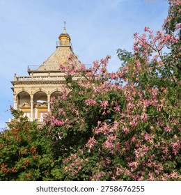 artistic and unique perspective of the monumental complex surrounding Porta Nuova (New Gate) in Palermo. The Renaissance-style loggia and the intricate, majolica-tiled cupola are beautifully framed by the vibrant pink blooms of a Floss Silk Tree (Ceiba speciosa). This striking contrast between the historic gateway architecture and the late-blooming, ornamental tree is ideal for promoting Sicilian cultural tourism and the iconic Palermo landmark.