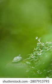 Artistic vertical composition capturing white wildflowers in the foreground and a distant, out-of-focus turtle on a stone, framed by lush green bokeh.
Lush green vertical background with delicate white blossoms and a tiny pond turtle in the distance, perfect for vertical web banners and mobile wallpapers.