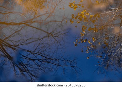 Artistic view of bare tree branches reflected in a puddle, with blurred bokeh highlights around the water surface, creating a serene and abstract scene. - Powered by Shutterstock