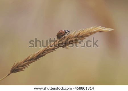 Similar – Image, Stock Photo Summer 2 Drowsy Tiring