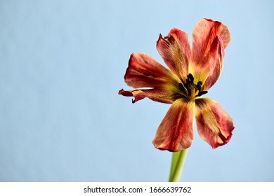 Artistic Wilting Tulip On Blue Background