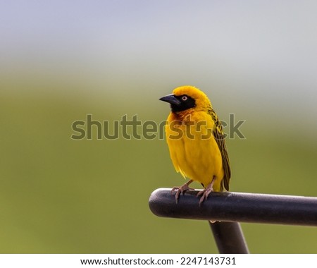Artistically focused lone bird - Yellow Weaver sitting on black bar with blurred out background. 