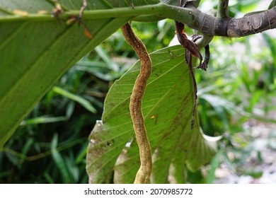 Artocarpus Camansi (Also Breadnut, Moraceae, Breadfruit, Artocarpus Altilis, Seeded Breadfruit, Breadnut Fruits, Kluwih) Flower On The Tree. Indonesian Cooked As Food