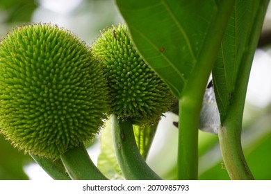 Artocarpus Camansi (Also Breadnut, Moraceae, Breadfruit, Artocarpus Altilis, Seeded Breadfruit, Breadnut Fruits, Kluwih) On The Tree. Indonesian Cooked As Food