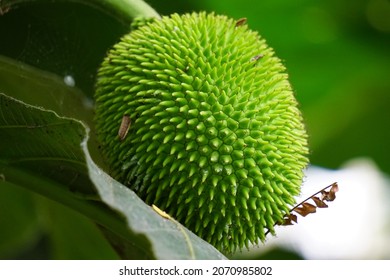 Artocarpus Camansi (Also Breadnut, Moraceae, Breadfruit, Artocarpus Altilis, Seeded Breadfruit, Breadnut Fruits, Kluwih) On The Tree. Indonesian Cooked As Food