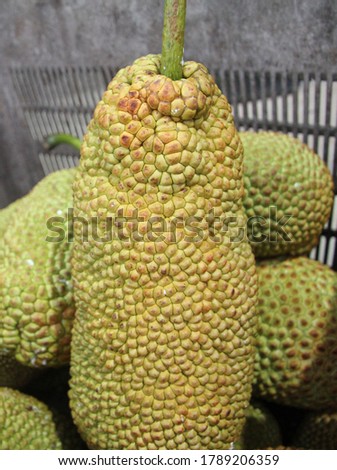 Artocarpus integer, commonly known as chempedak or cempedak, is a species of tree in the family Moraceae in the same genus as breadfruit and jackfruit.