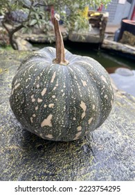 The Arts: “Kabocha Pumpkin, Let’s Eat!”