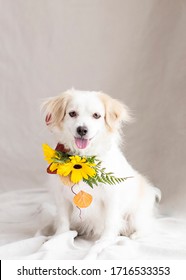 Artsy Canine Portraits In The Natural Light Studio With Fresh Flower Arrangements For A Glamour Shot And Room For Text