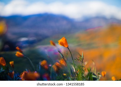 Artsy Photos Of Orange Poppy Flowers On A California Mountains Good For Illustration And Art