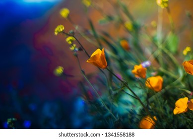 Artsy Photos Of Orange Poppy Flowers On A California Mountains Good For Illustration And Art