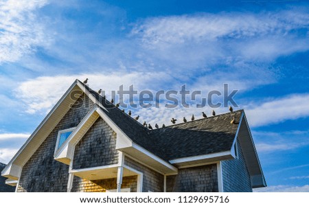 Similar – Image, Stock Photo Seagull row Nature Animal